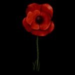 Cannon Fodder poppy